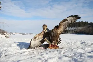 Raptor Prints: Common buzzards (Buteo buteo) in dispute over a brown hare