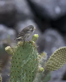Common Cactus Finch or Small Cactus Finch -Geospiza scandens- feeding on a flower of an Opuntia, Isla Genovesa