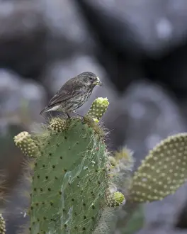 Galapagos Prints: Common Cactus Finch or Small Cactus Finch -Geospiza scandens- feeding on a flower of an Opuntia