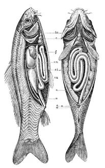 BROWN TROUT. Line engraving Our beautiful pictures are available as Framed  Prints, Photos, Wall Art and Photo Gifts