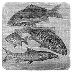 Images Dated 31st August 2016: common carp, Mirror carp, Crucian carp, Barbus barbus