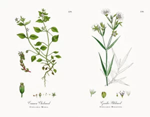Images Dated 30th November 2017: Common Chickweed, Stellaria Media, Victorian Botanical Illustration, 1863