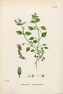 Images Dated 20th February 2017: Common Chickweed, Stellaria Media, Victorian Botanical Illustration, 1863