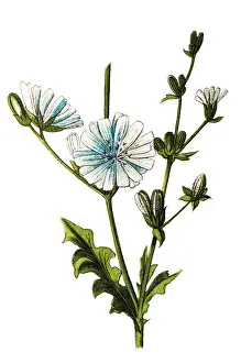 Common chicory, Cichorium intybus