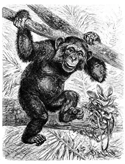 Herbivorous Prints: Common chimpanzee (Pan troglodytes)