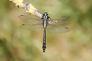 Dragonfly Prints: Common club-tail -Gomphus vulgatissimus- perched on a rush stem