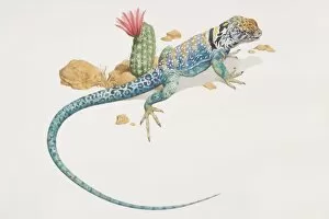 Images Dated 11th July 2006: Common Collared Lizard (crotaphytus collaris), elevated view