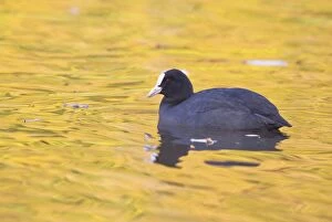 Images Dated 27th October 2012: Common Coot -Fulica atra- on water, North Hesse, Hesse, Germany