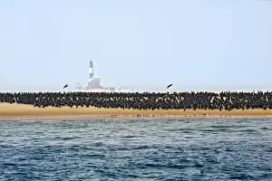 Phalacrocoracidae Prints: Common Cormorants -Phalacrocorax carbo- on a sand bank near Walvis Bay