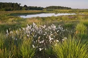 Holland Gallery: Common cottongrass (Eriophorum angustifolium) in Dutch raised bog reserve Bargerveen, Netherlands