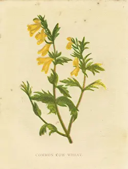 Botanical Prints: Common cow wheat Victorian botanical print by Anne Pratt