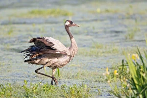 Images Dated 11th June 2013: Common Crane or Eurasian Crane -Grus grus-, foraging for food in wetlands, Lower Saxony, Germany
