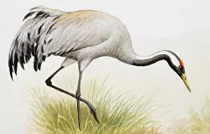 Images Dated 26th June 2007: Common crane (Grus grus), standing in the grass, side view
