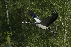 Images Dated 31st July 2014: Common Crane -Grus grus-, Vastra Gotaland County, Sweden