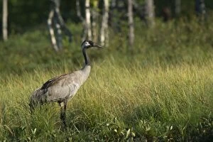 Images Dated 30th July 2014: Common Crane -Grus grus-, Vastra Gotaland County, Sweden