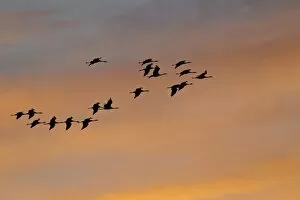 Images Dated 10th October 2012: Common Cranes or Eurasian Cranes -Grus grus- in flight in the evening light