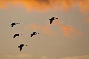 Common Cranes or Eurasian Cranes -Grus grus- in flight in the evening light, Mecklenburg-Western Pomerania, Germany