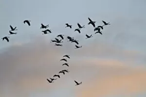 Images Dated 8th October 2012: Common Cranes or Eurasian Cranes -Grus grus- in flight at dawn, Mecklenburg-Western Pomerania