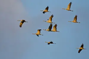 Crane Bird Prints: Common Cranes or Eurasian Cranes -Grus grus- in flight at dawn
