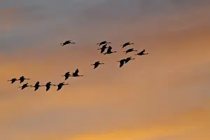 Crane Bird Prints: Common Cranes or Eurasian Cranes -Grus grus- in flight in the evening light