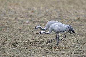 Images Dated 20th October 2014: Common Cranes -Grus grus-, Brandenburg, Germany