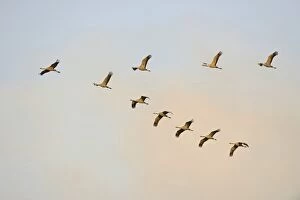 Images Dated 20th October 2014: Common Cranes -Grus grus- in flight, Brandenburg, Germany