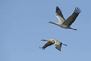 Images Dated 19th October 2014: Common Cranes -Grus grus- in flight, Brandenburg, Germany