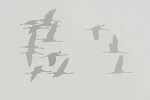 Images Dated 18th October 2014: Common Cranes -Grus grus- in flight, Brandenburg, Germany