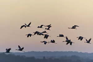 Images Dated 26th October 2014: Common Cranes -Grus grus- in flight, Lower Saxony, Germany