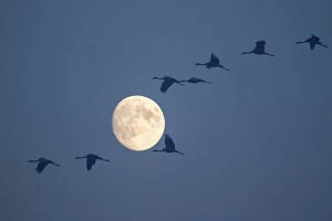 Crane Gallery: Common Cranes -Grus grus- in flight during a full moon, Hungary
