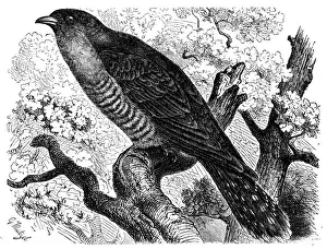 Cuckoo Prints: Common cuckoo (Cuculus canorus)