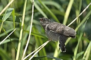 Images Dated 1st July 2014: Common Cuckoo -Cuculus canorus-, young bird, Saxony-Anhalt, Germany