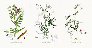Images Dated 13th December 2017: Common Cultivated Vetch, Vicia eu-sativa, Victorian Botanical Illustration, 1863