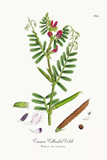 Images Dated 19th October 2017: Common Cultivated Vetch, Vicia eu-sativa, Victorian Botanical Illustration, 1863