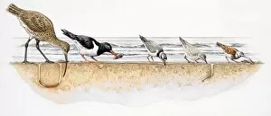 Birds Gallery: Common curlew, Numenius arquata, Oystercatcher, Haematopus ostralegus, Ringed Plover