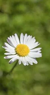 Images Dated 7th June 2014: Common Daisy -Bellis perennis-, flower