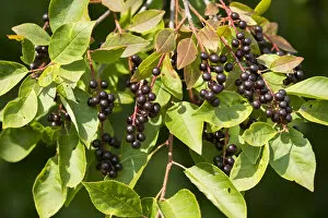 Common Dogwood -Cornus sanguinea-, leaves and fruits, Thuringia, Germany