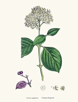 Raster Image Prints: Common Dogwood plant Cornus sanguinea scientific illustration