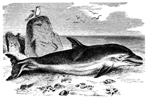 Dolphin Prints: Common Dolphin (Delphinus Delphis)