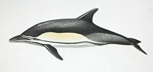 Common Dolphin, Delphinus delphis, side view