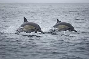 Pacific Gallery: Common Dolphins