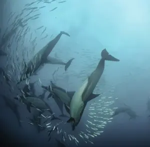 Wildest Animal Collection Prints: Common dolphins attacking a sardine bait ball during the annual sardine run