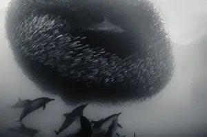 Common dolphins and a bronze whaler shark attacking a sardine bait ball during the annual