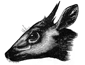 Pursuit Concept Prints: Common duiker (Sylvicapra grimmia)