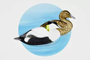 Polar Climate Gallery: Common Eider (Somateria mollissima) ducks, adult male and female swimming on water