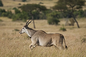 Bovidae Gallery: Common Eland or Eland Antilope (Taurotragus oryx), running, Serengeti National Park, Tanzania