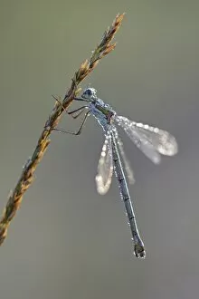 Images Dated 1st September 2014: Common Emerald Damselfly -Lestes sponsa-, Emsland, Lower Saxony, Germany