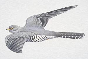 Common or Eurasian Cuckoo (Cuculus canorus), grey wings spread in flight