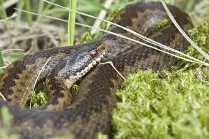 Common Prints: Common European adder (Vipera berus)