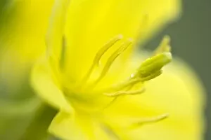 Images Dated 4th July 2014: Common evening primrose -Oenothera biennis-, Burgenland, Austria